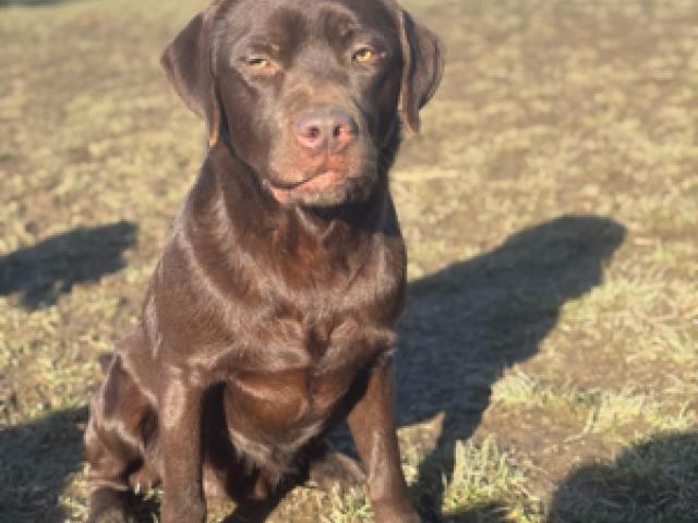 erfahrener Deckrüde Labrador reinrassig Schoko chocolate - 1