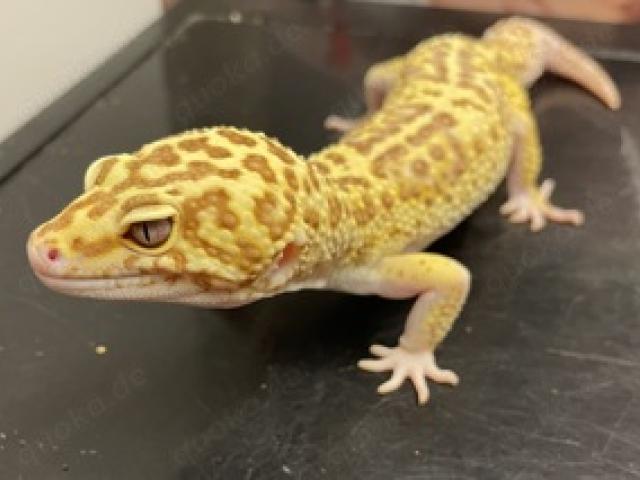 1,2 Leopardgecko Godzilla Super Giant Pastel Tremper Albino Eclipse - 1