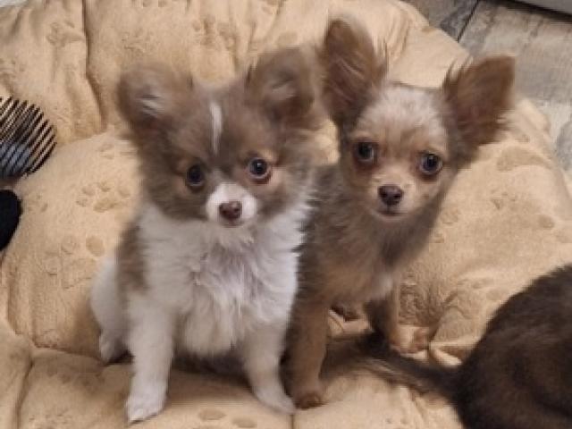 2 hübsche Pomchi Welpen in seltenen Farben - 1