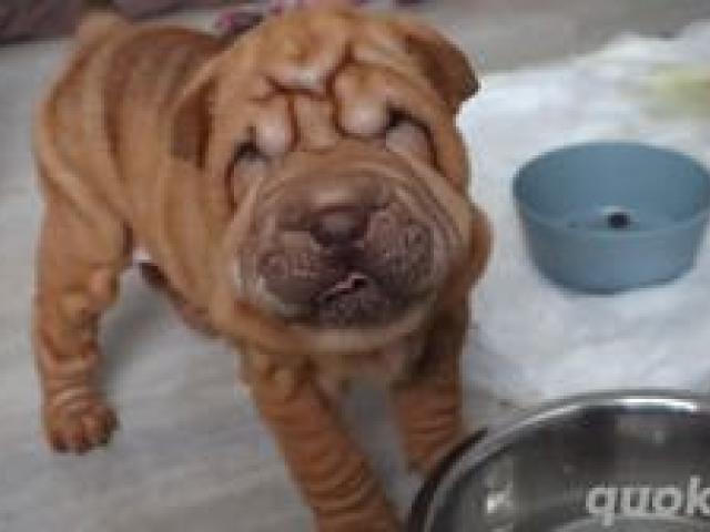 Shar Pei Welpen reinrassig - 1