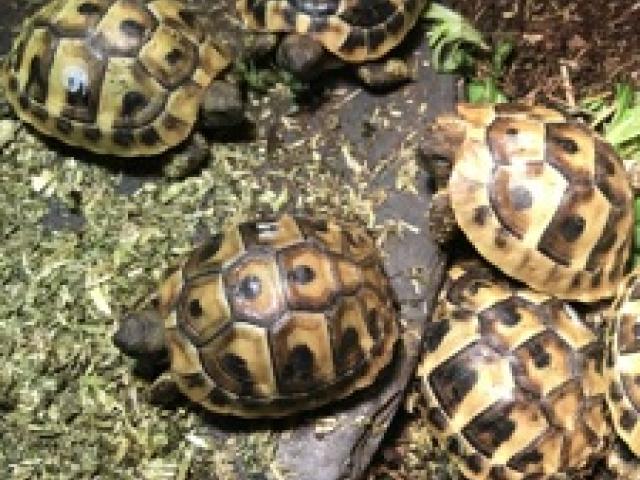 Griechische Landschildkröten robuste Ostrasse 2024 - 1