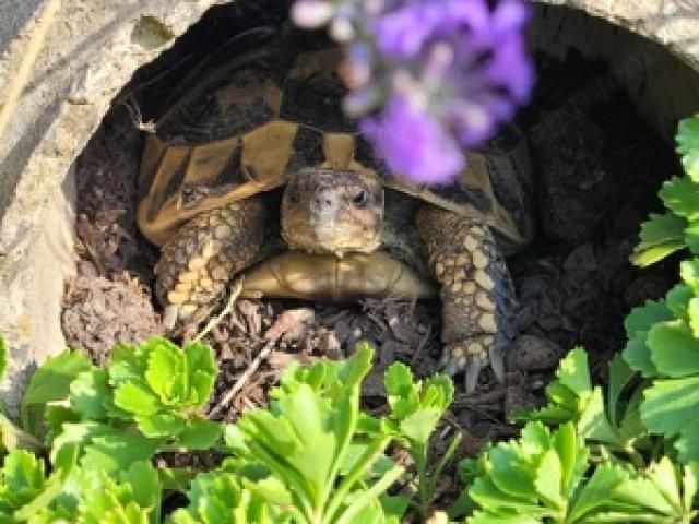 Griechische Landschildkröten NZ 2023 Schildkröte - 1