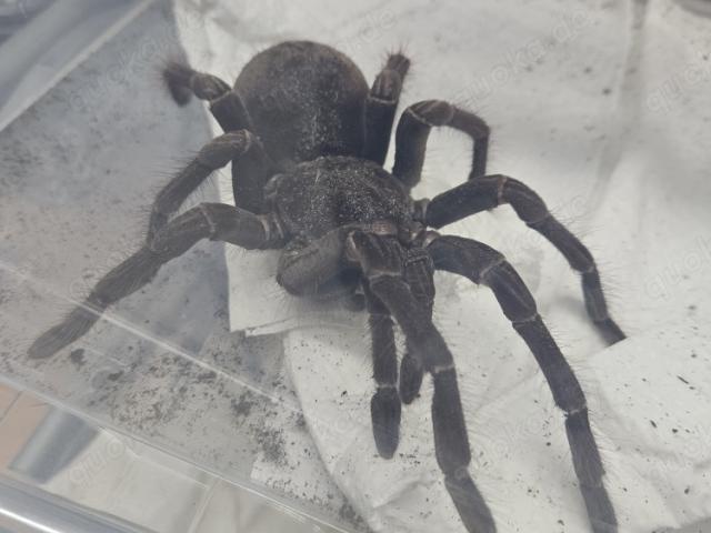 Theraphosa Blondi - 1