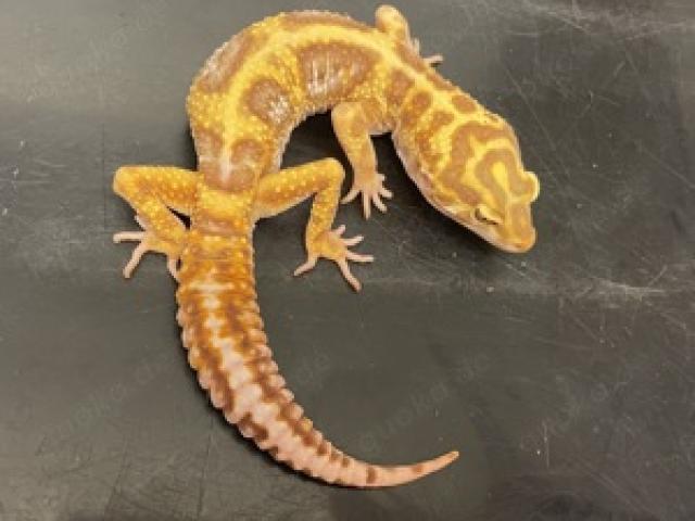 1,2 Leopardgecko Cinnamon Bold Jungle Tremper Albino - 1