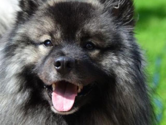 Holländischer Wolfsspitz (Keeshond) - Deckrüde - 1