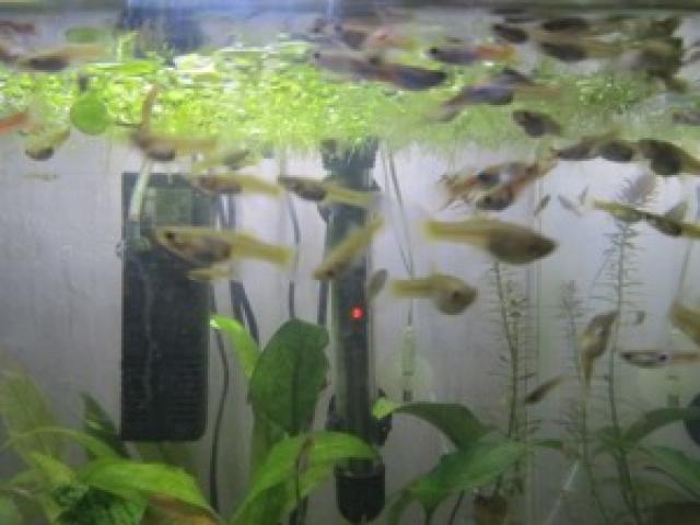 Verkaufe Guppys - 1